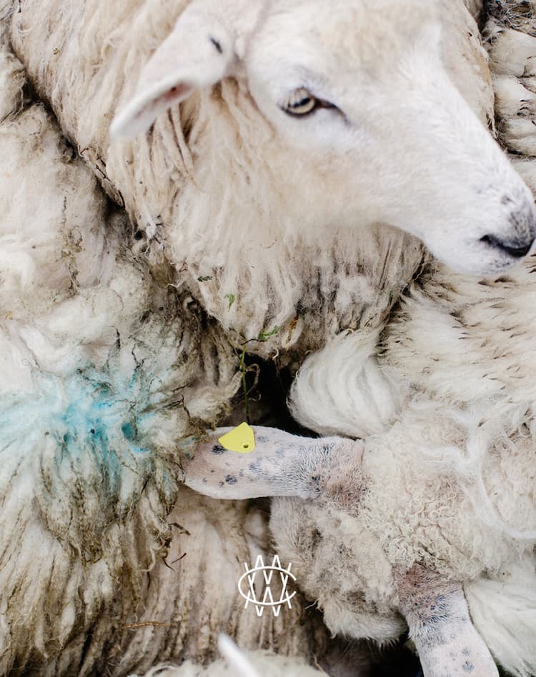 Close crop from above of muddy woolly sheep huddled together