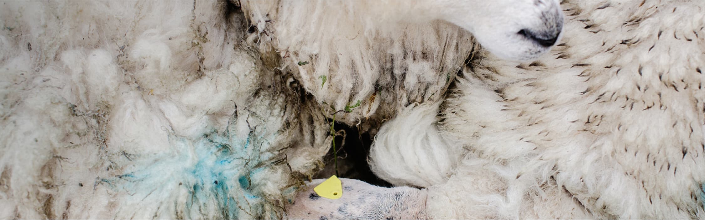 Close crop from above of muddy woolly sheep huddled together