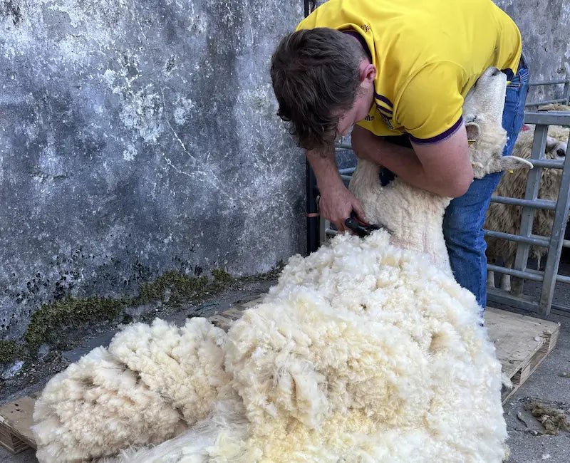 Home Grown Galway Sheep - Cushendale Woollen Mills